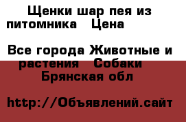 Щенки шар-пея из питомника › Цена ­ 15 000 - Все города Животные и растения » Собаки   . Брянская обл.